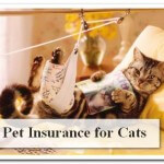 Pet Insurance for Cats – Guard your Cat!