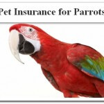 Pet Insurance for Parrots