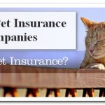 Top 10 Pet Insurance Companies – Best Friends Deserve Fast Help!