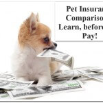 Pet Insurance Comparison – Learn, before You Pay!