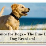 Pet Insurance for Dogs – The Fine Details for Dog Breeders!
