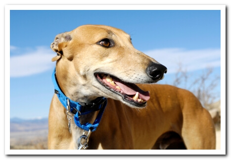 Pet Insurance greyhound